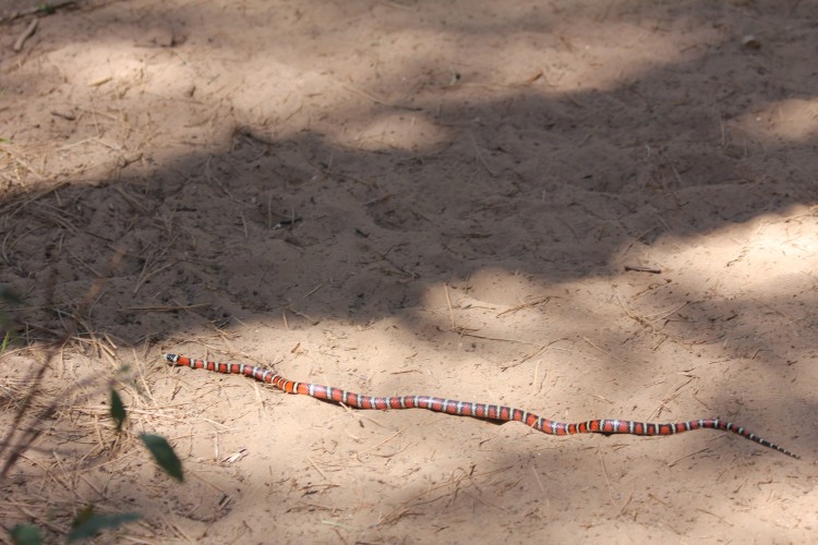 This Snake Lay Across the Trail ...